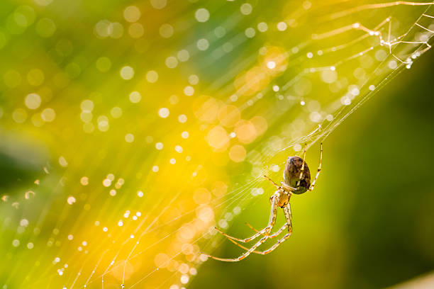 Close up of forest spider in cobweb after rain. stock photo