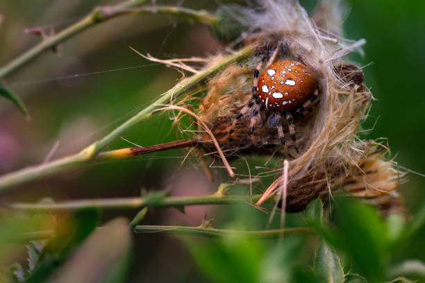 close up of four spot orb weaver spider Araneus quadratus nest on a plant twig with colorful bokeh background stock photo
