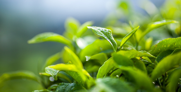Close up and selective focus of fresh green tea leaf in the tea plantation.