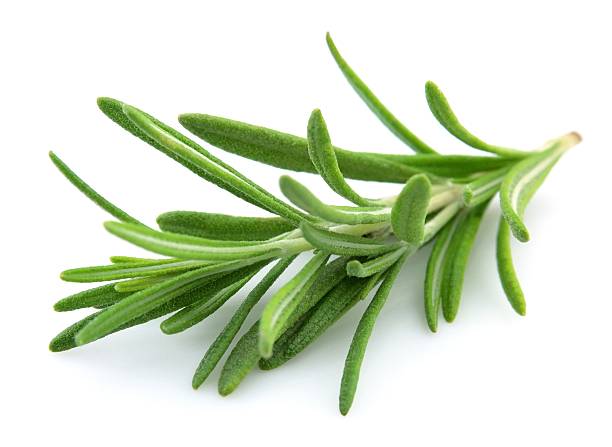 Close up of fresh twig of rosemary on white background  Twig of rosemary on a white background rosemary photos stock pictures, royalty-free photos & images