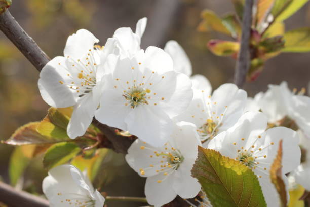 Close up of gorgeous white Pear tree flowers blooming in spring stock photo