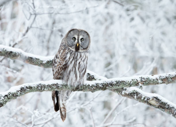 Close up of Great Grey Owl perched in a tree in winter Close up of Great Grey Owl (Strix nebulosa) perched in a tree in winter, Finland. finnish lapland stock pictures, royalty-free photos & images
