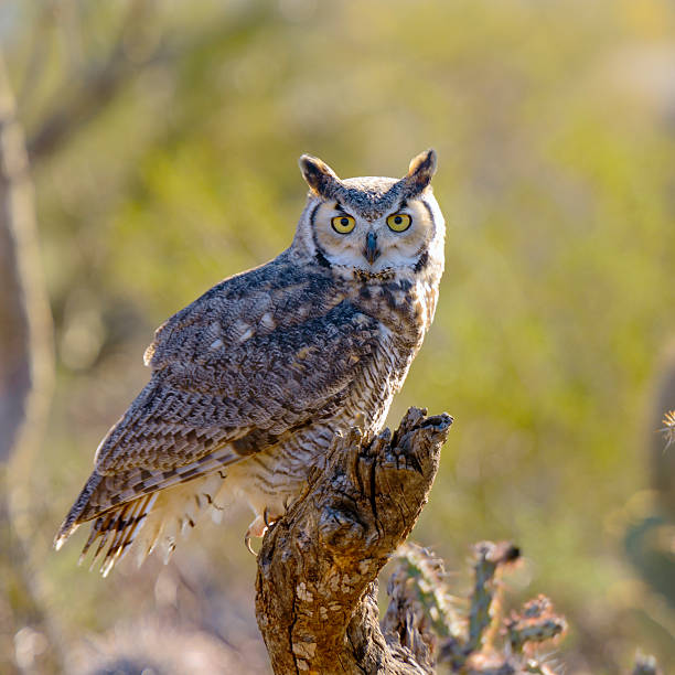 Close up of Great Horned Owl in nature stock photo