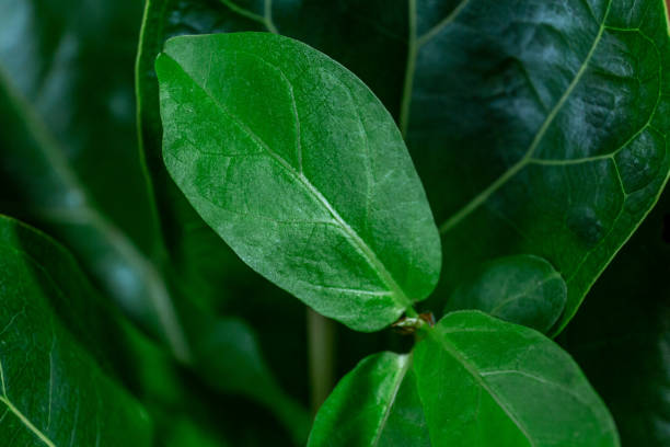 Close up of green leaf of ficus lyrata or Fiddle Leaf Fig. Indoor gardening, houseplant care Close up of green leaf of ficus lyrata or Fiddle Leaf Fig. Indoor gardening, houseplant care Fiddle Leaf Fig stock pictures, royalty-free photos & images