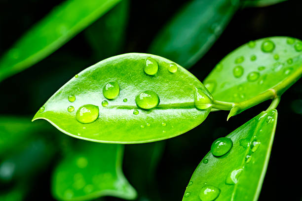 Photo of Close up of Green leaf with water drops for background
