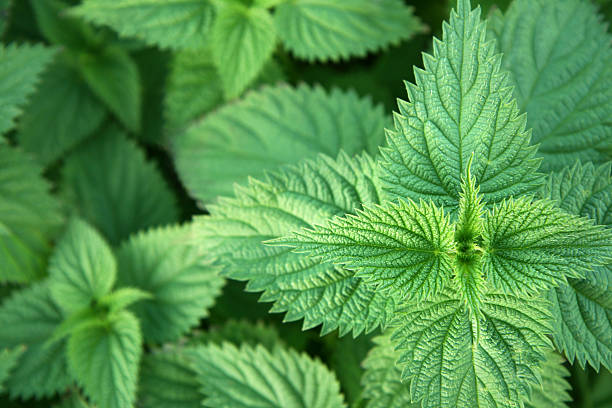 A close up of green nettle leaves stock photo