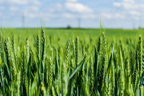 крупным планом зеленая пшеница, растущая в поле - swaffham prior, кембриджшир, англия, великобритания (27 мая 2017 г.) - пшеница стоковые фото и изображения