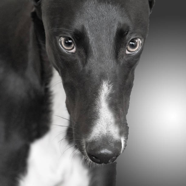 close up of greyhound dog's face in black and white stock photo