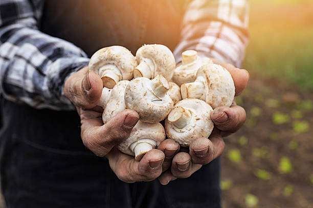 Close up of hands cupped holding white mushrooms-sunlight Close up of hands cupped holding white mushrooms. Radish growths garden as background. mushroom stock pictures, royalty-free photos & images
