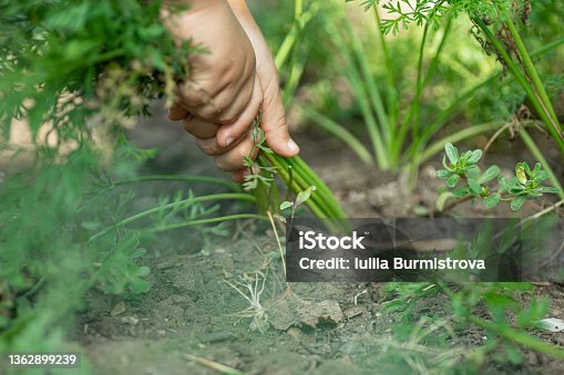 istock Close up of hands effortfully pulling out weeds preventing land from destruction in garden. Process of working in country garden, farming, agriculture to grow up healthy organic vegetables 1362899239