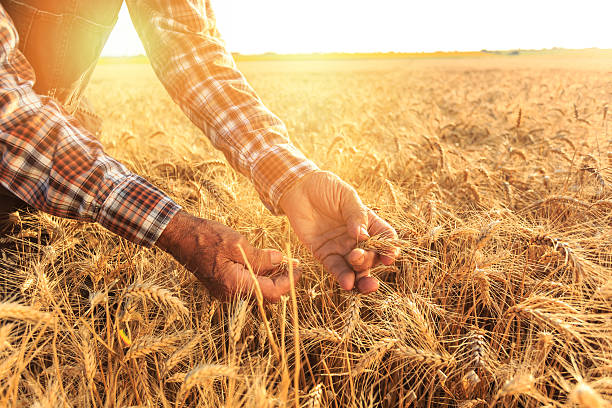 close up of hands examining wheat growth - cereal field imagens e fotografias de stock