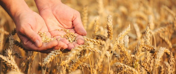 Close up of hands holding wheat grain stock photo