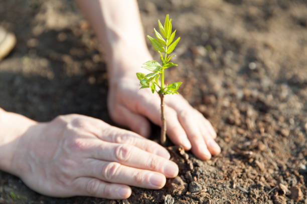 close up of hands planting a young tree close up of hands planting a young tree afforestation stock pictures, royalty-free photos & images