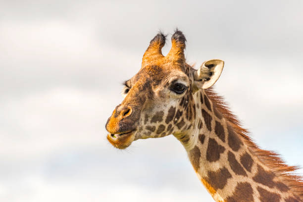 Close up of head of female Massai Giraffe. Neck and upper body of female Maasai Giraffe. The ossicones are thin with tufts of hair on top. The mane has short, erect hairs. The coat has a unique pattern of blotches or patches. masai giraffe stock pictures, royalty-free photos & images