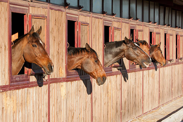 Best Horse Stable Stock Photos, Pictures & Royalty-Free Images - iStock