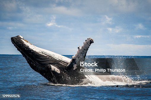 istock Close up of humpback whale breaching and surface activity 1299551576