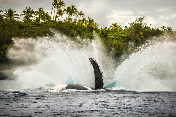 혹등고래 침범 및 표면 활동 클로즈업 - tonga 뉴스 사진 이미지