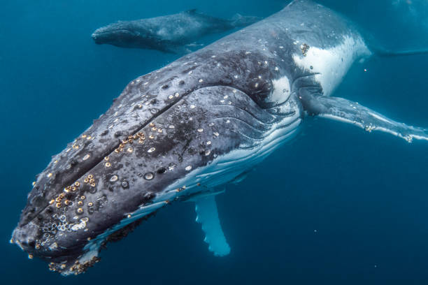 Close up of Humpback whale swimming with calf Close up of Humpback whale swimming with calf aquatic mammal photos stock pictures, royalty-free photos & images