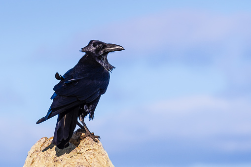 Large Raven Crow Skull Wall Decor 3D Harbinger Of Doom Corvus Scavenger Bird 