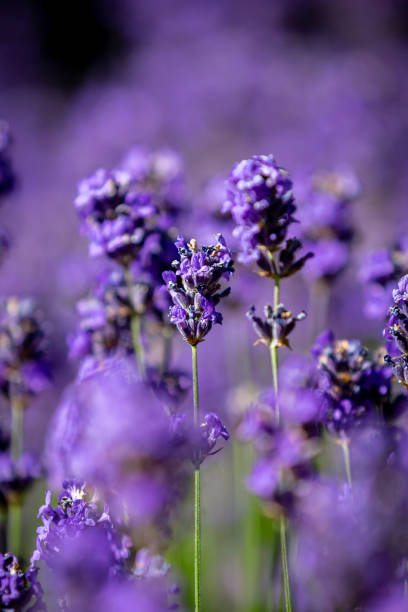 A close up of lavender flowers in the summer sunshine, with selective focus stock photo