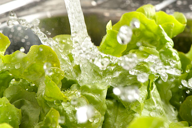 Washing Lettuce Stock Photos, Pictures & Royalty-Free Images - iStock
