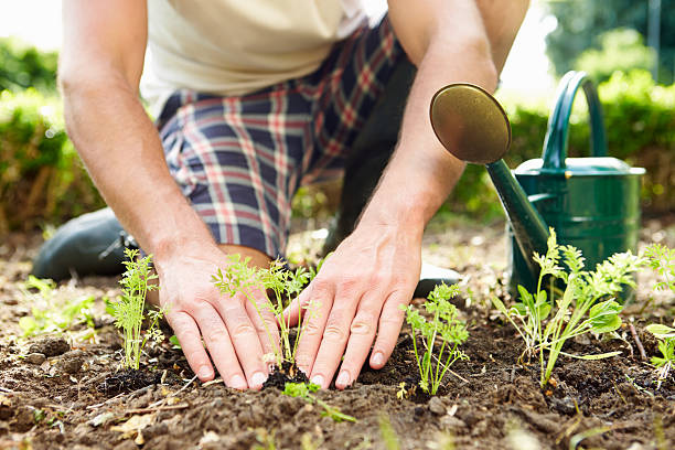 Close Up Of Man Planting Seedlings In Ground On Allotment Close Up Of Man Planting Seedlings In Ground On Allotment By Himself community garden stock pictures, royalty-free photos & images