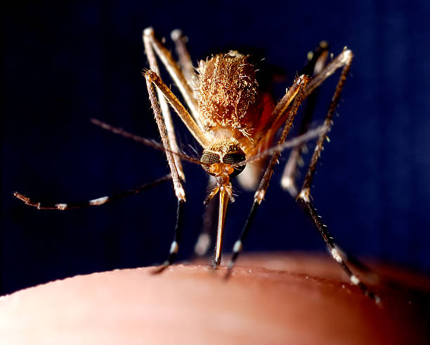 close up of mosquito on human skin - malaria stockfoto's en -beelden