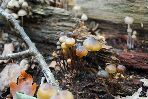 Close up of mushrooms growing on a rotten log