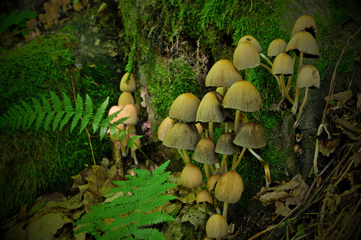 Close up of mushrooms on a tree trunk - forest