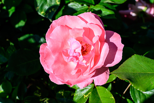 Close up of one large and delicate vivid vivd rose in full bloom in a summer garden, in direct sunlight, with blurred green leaves in the background