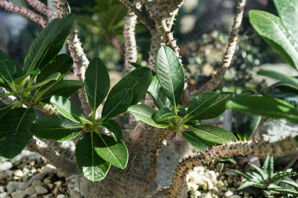 close up van pachypodium baronii plant uit madagaskar - needle spiking stockfoto's en -beelden