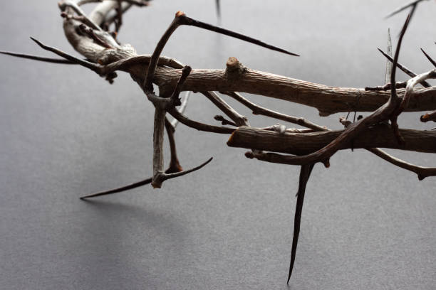 close up of partial crown of thorns  good friday stock pictures, royalty-free photos & images