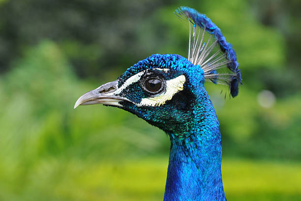 close up of peacock stock photo