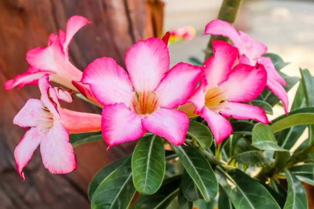 4,723 Rosa Del Deserto - Foto e Immagini Stock - iStock