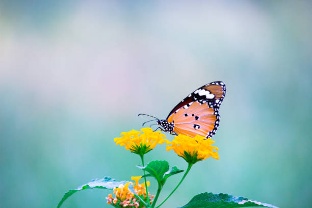 Close up of Plain Tiger (Danaus chrysippus) butterfly visiting flower in nature in a public park and feeding itself during springtime in India. Beautiful Portrait of a The Plain Tiger Butterfly  sitting on the flowers in its natural habitat during Spring butterfly flower stock pictures, royalty-free photos & images