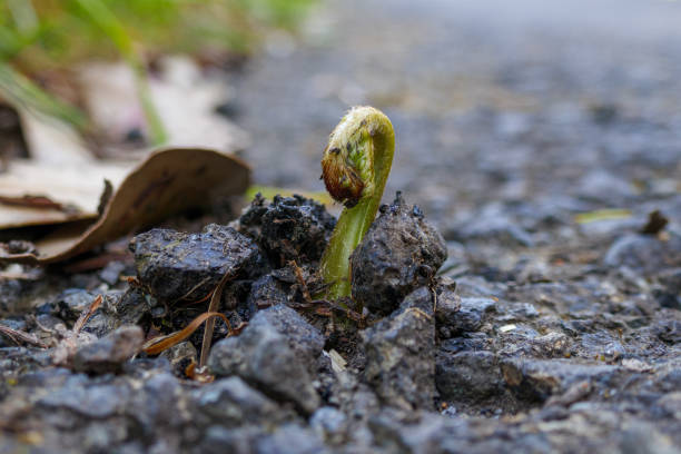 Close up of plant growing up from crack in the asphalt road. Breaking out from cement ground. Bud, sprout, seedling, seed stock photo