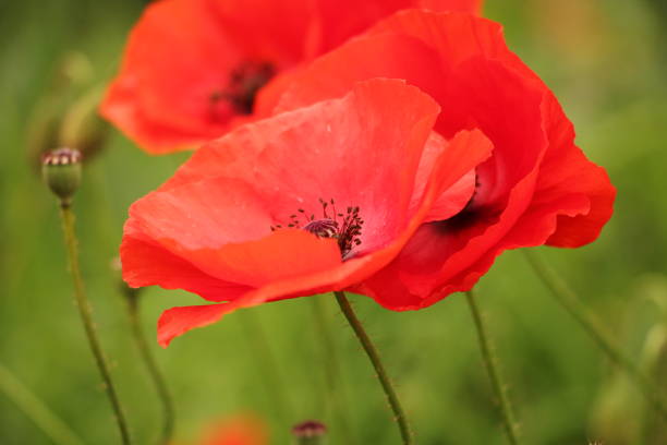 Close up of poppy flowers Close up of red power flowers with green out of focus background memorial day background stock pictures, royalty-free photos & images