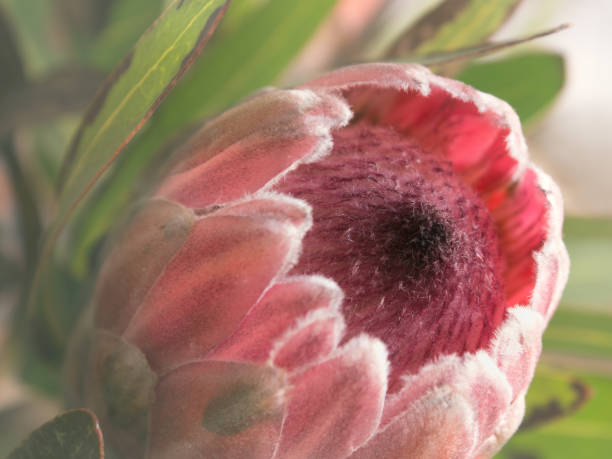 Close up of Protea Flower stock photo