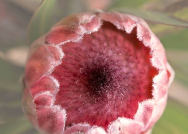 Close up of Protea Flower stock photo