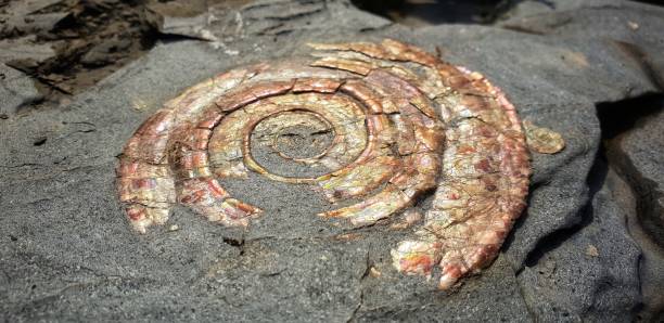 Close up of rainbow ammonite Rainbow ammonite fossil embedded in rock fossil site stock pictures, royalty-free photos & images