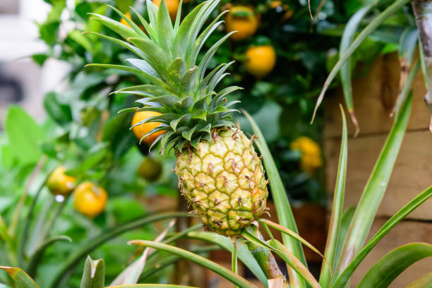 nahaufnahme von rohgelben ananas oder ananas in einem garten holzkiste in einem regentag, mit kleinen wassertropfen auf grünen blättern in einem bio-garten, schöne outdoor-natur-hintergrund, urbane gartenarbeit - pineapple plantation stock-fotos und bilder