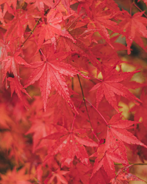 Close up of red autumn leaves stock photo