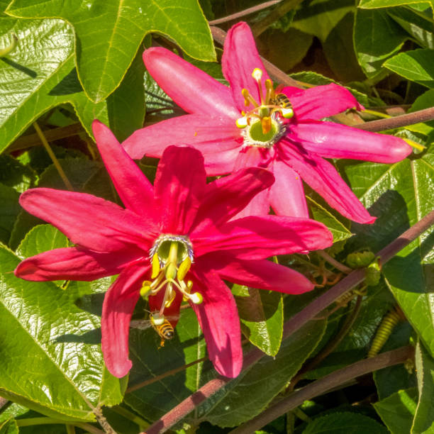 Passion fruit flower 1 Free Stock Photo | FreeImages