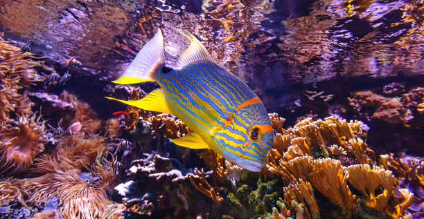 крупный план сайлфин окуня - great barrier reef стоковые фото и изображения