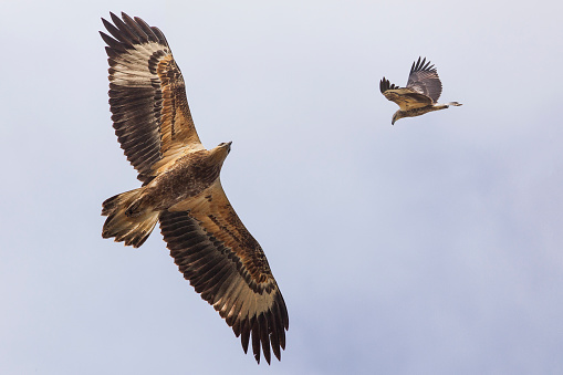 Close up of sea eagles flying through sky