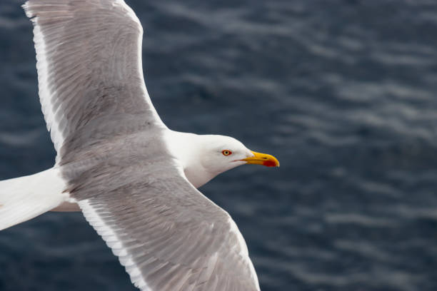 Close up of seagull flying stock photo