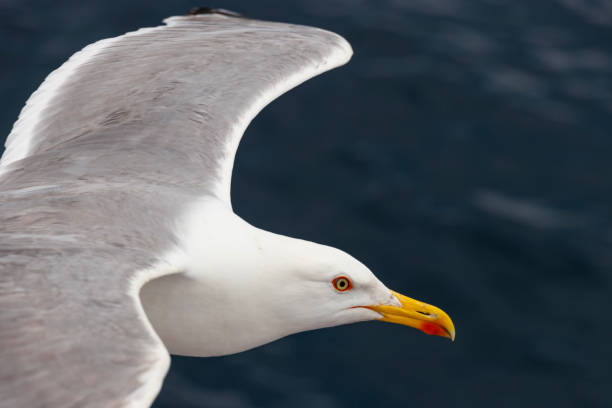Close up of seagull flying stock photo