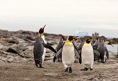 istock Close up of several King Penguins at St Andrews in South Georgia 1299845738