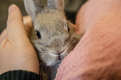 Close up of a small gray bunny sitting on young girl lap and looking at camera.