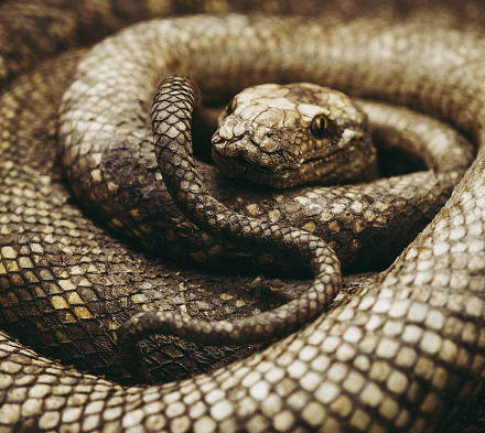 Close up color image depicting a snake coiled up and looking at the camera.